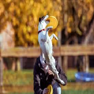 CatchCompetition