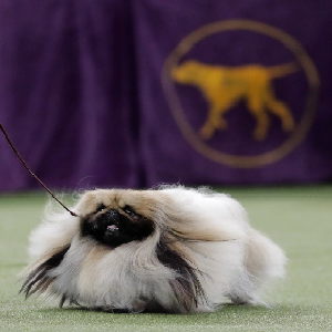 petCompetition